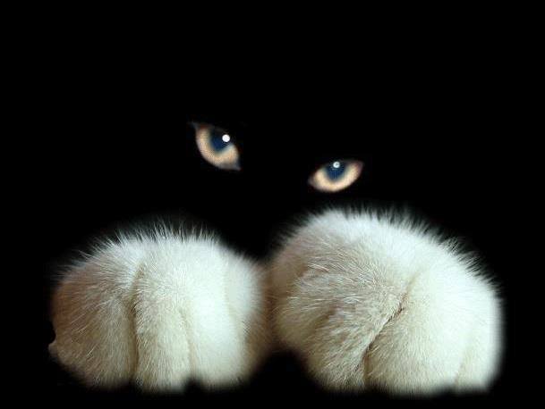 As diferenças fazem a diferença