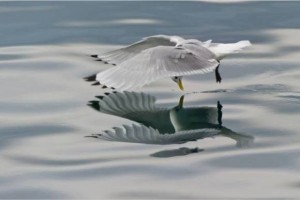 O desejo do ser humano