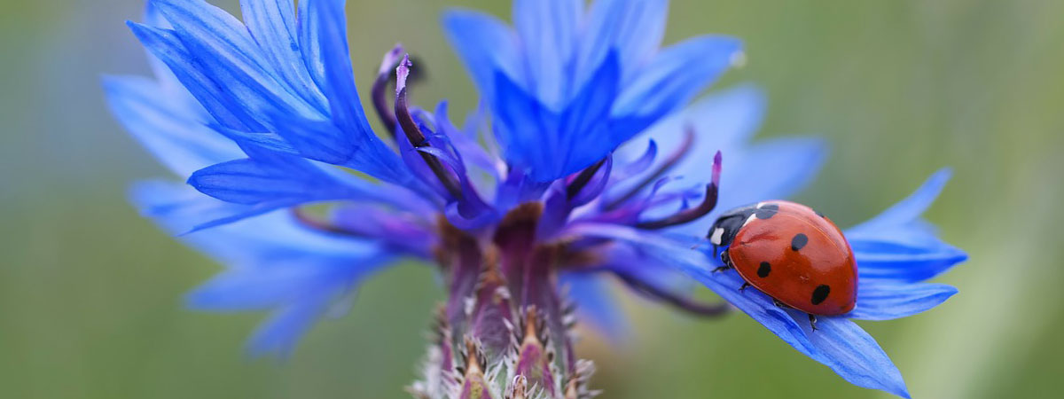 Ética? É viver com moralidade.